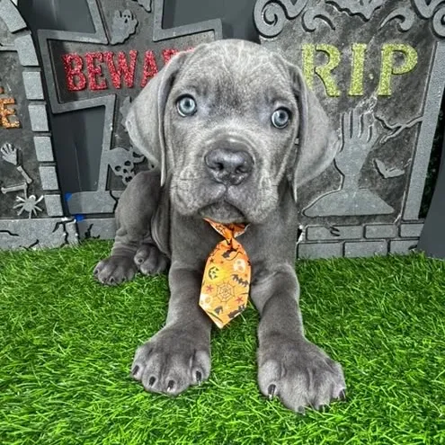 Male Cane Corso puppy named *Candyman* for sale at Puppy Dreams - Mansfield.