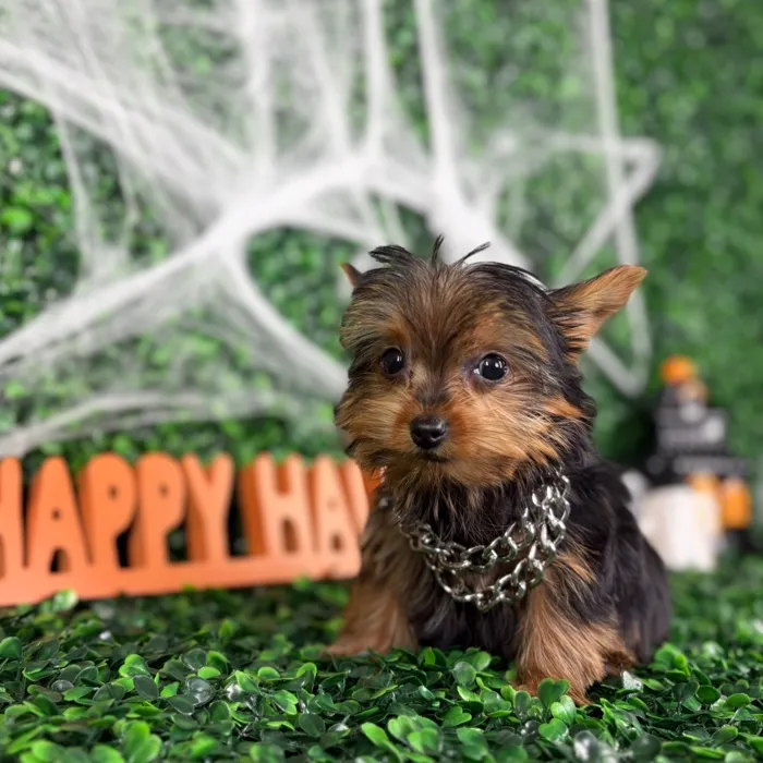 Male Yorkie puppy named Winston for sale at Puppy Dreams - North Richland Hills.