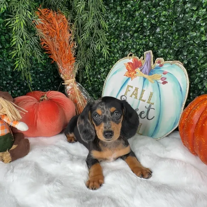 Male Dachshund puppy named Edward for sale at Puppy Dreams - Denton.