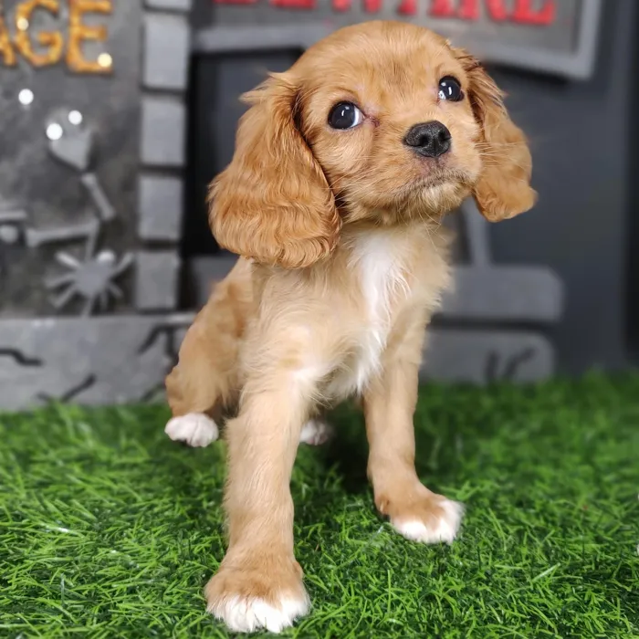 Female Cavalier King Charles Spaniel puppy named Velma for sale at Puppy Dreams - Mansfield.