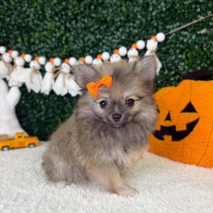 Female Pomeranian puppy named Ivy for sale at Puppy Dreams - Garland.