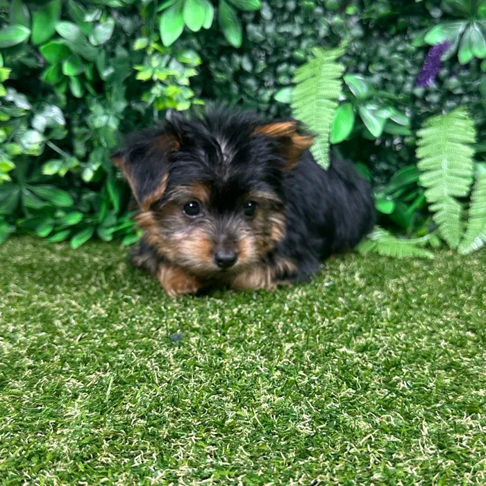 Female Yorkie puppy named Sage for sale at Puppy Dreams - Parks Mall.