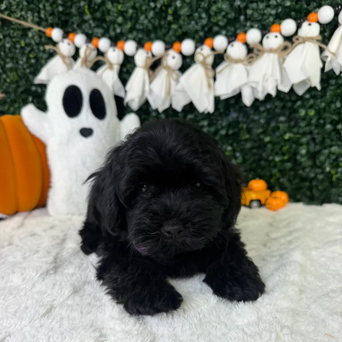 Male Shorkie puppy named Angel for sale at Puppy Dreams - Garland.