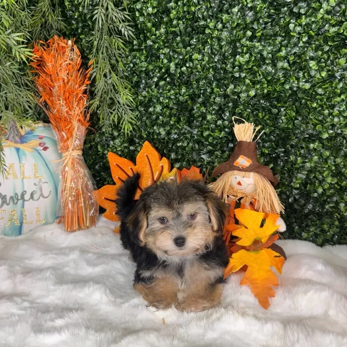 Female Morkie puppy named Katherine for sale at Puppy Dreams - Denton.