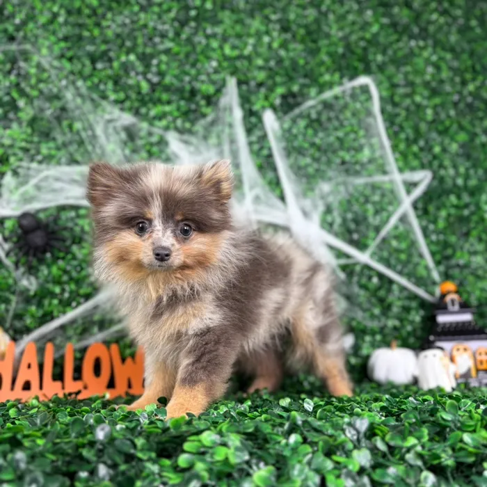 Male Pomeranian puppy named Chase for sale at Puppy Dreams - North Richland Hills.