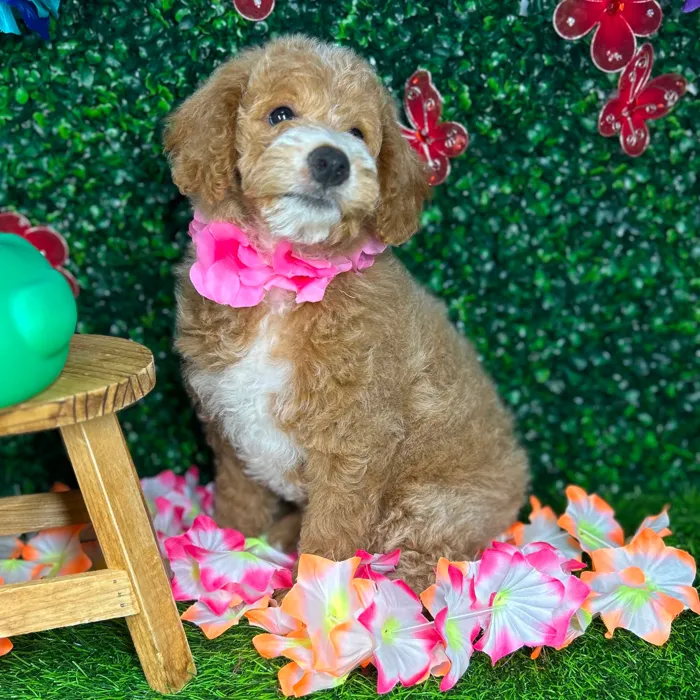 Female Mini Goldendoodle puppy named *River* for sale at Puppy Dreams - Mansfield.