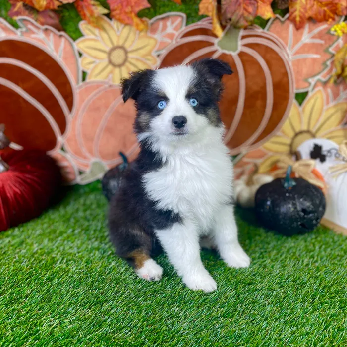 Male Mini Aussie puppy named River for sale at Puppy Dreams - Carrollton.