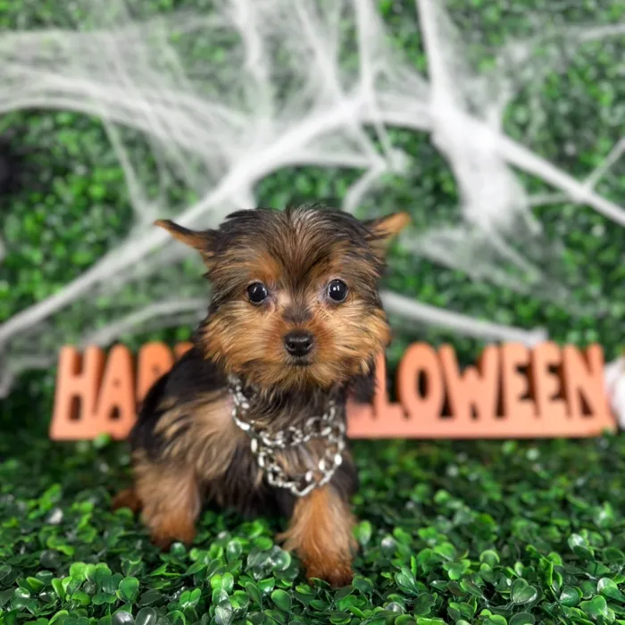 Male Yorkie puppy named Winston for sale at Puppy Dreams - North Richland Hills.
