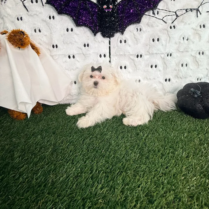 Female Maltese puppy named Casper for sale at Puppy Dreams - Carrollton.