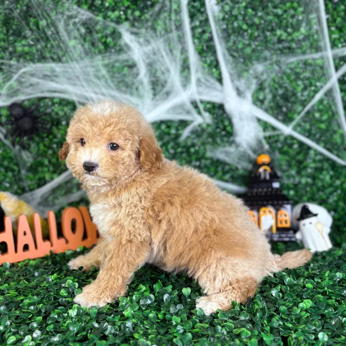 Male Cavapoo puppy named Coco for sale at Puppy Dreams - North Richland Hills.