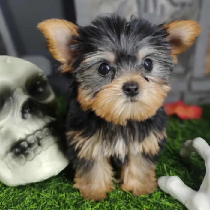 Female Yorkie puppy named Ripley for sale at Puppy Dreams - Mansfield.