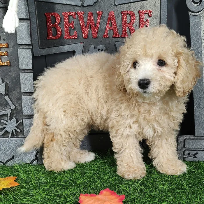 Female Bichon-Poodle puppy named Tiffany for sale at Puppy Dreams - Mansfield.