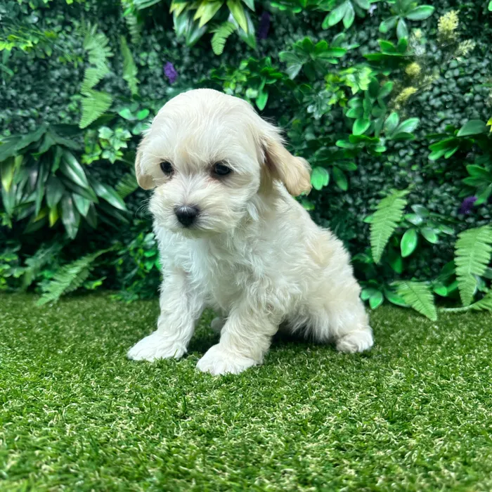 Male Maltipoo puppy named Lucky for sale at Puppy Dreams - Parks Mall.