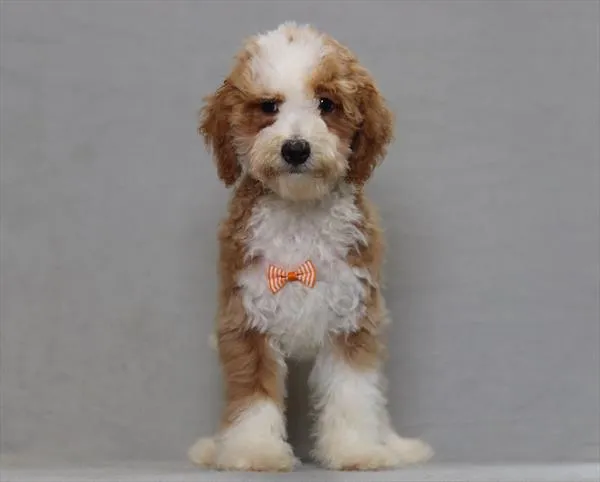Male Mini Poodle puppy for sale at Puppy Dreams - North Richland Hills.