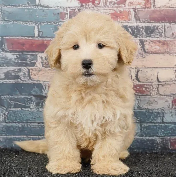 Male Maltipoo puppy for sale at Puppy Dreams - Denton.