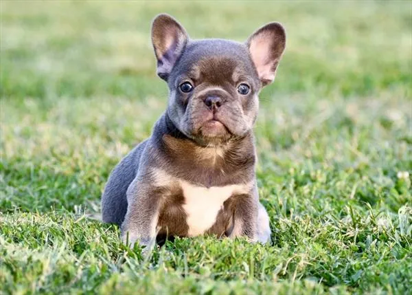 Female French Bulldog puppy for sale at Puppy Dreams - Garland.