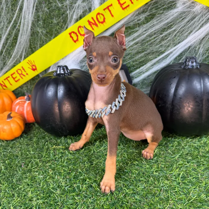 Female Min Pin puppy named Tiny for sale at Puppy Dreams - Arlington.