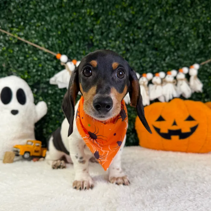 Male Dachshund puppy named Ozzy for sale at Puppy Dreams - Garland.