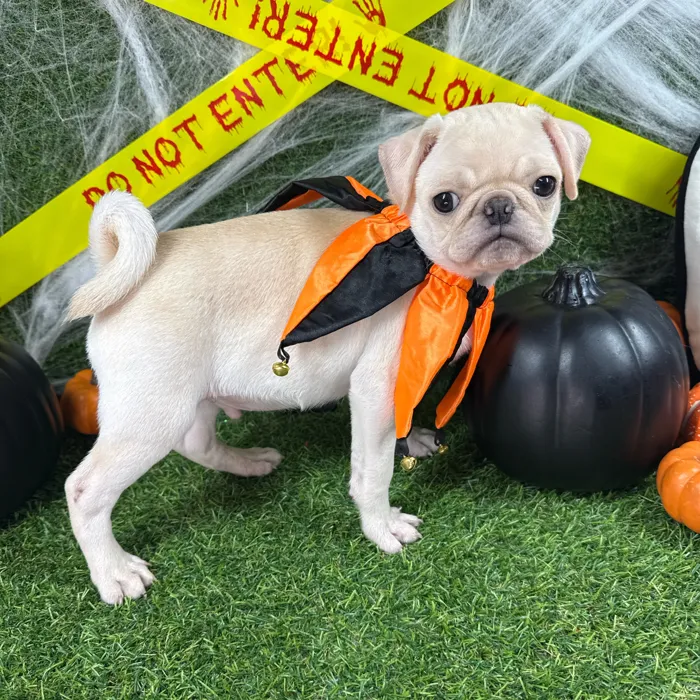 Male Pug puppy named Buggsy for sale at Puppy Dreams - Arlington.