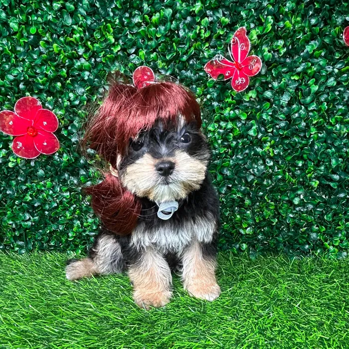 Male Morkie puppy named *Phil* for sale at Puppy Dreams - Mansfield.