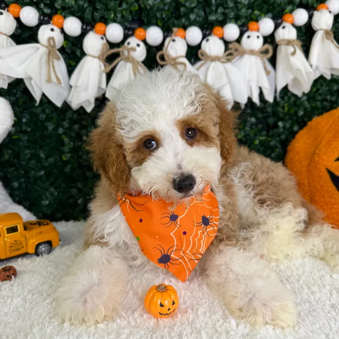 Male Mini Poodle puppy named Scout for sale at Puppy Dreams - Garland.
