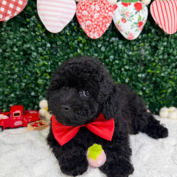 Male Mini Poodle puppy named Moose for sale at Puppy Dreams - Garland.