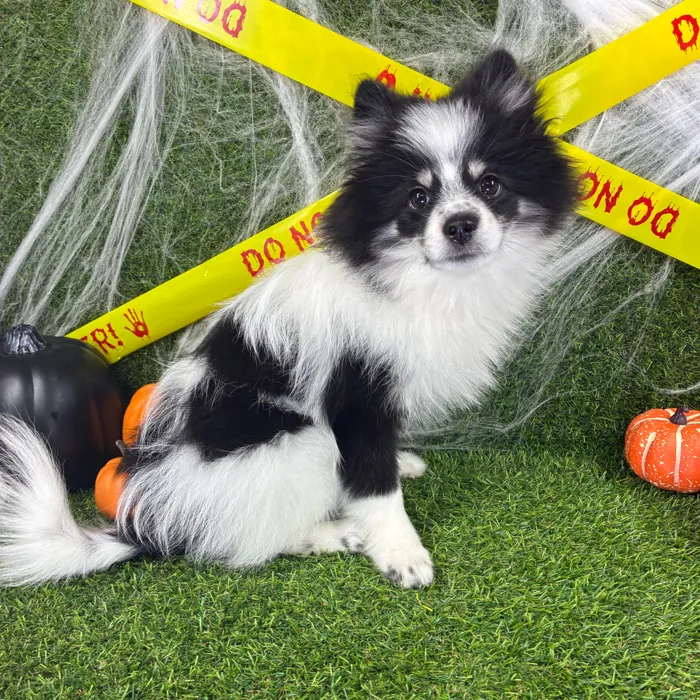 Female Pomsky puppy named Diggy for sale at Puppy Dreams - Arlington.