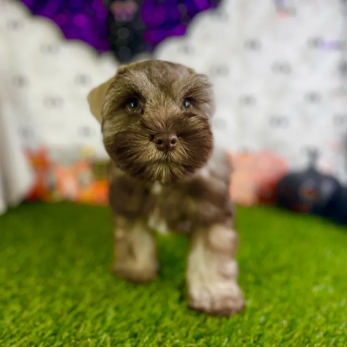 Female Mini Schnauzer puppy named Mona for sale at Puppy Dreams - Carrollton.