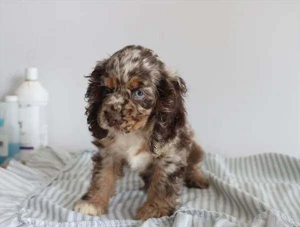 Female Cocker Spaniel puppy for sale at Puppy Dreams - Garland.