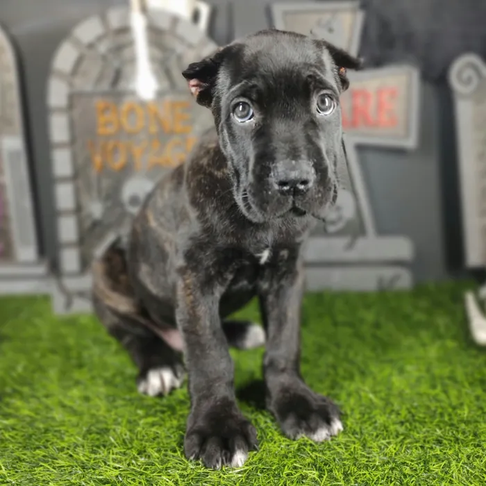 Male Cane Corso puppy named Fred for sale at Puppy Dreams - Mansfield.