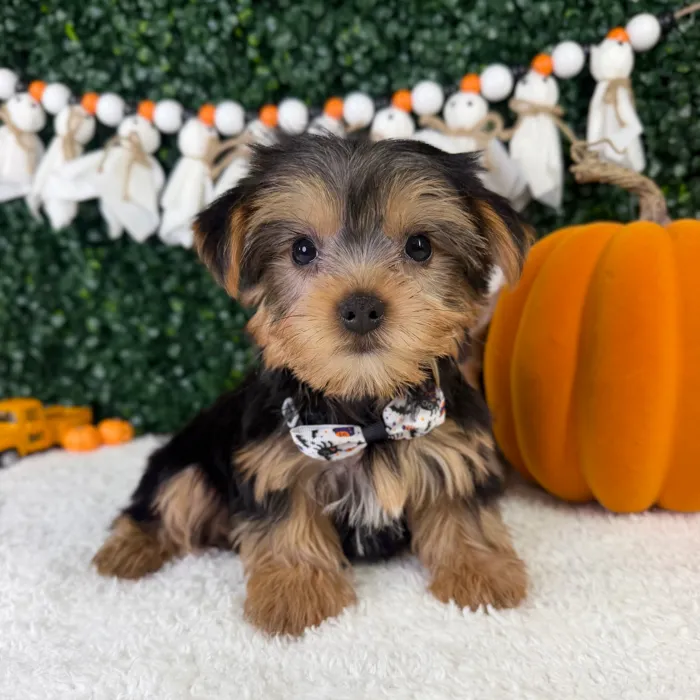 Male Yorkie puppy named Steel for sale at Puppy Dreams - Garland.