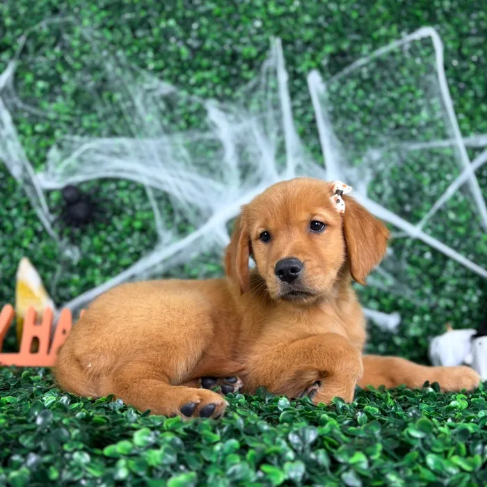 Female Golden Retriever puppy named Sugar for sale at Puppy Dreams - North Richland Hills.
