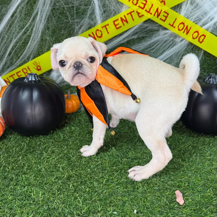 Male Pug puppy named Buggsy for sale at Puppy Dreams - Arlington.