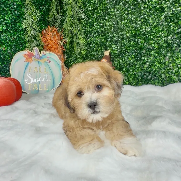 Female Shih Tzu puppy named Maple for sale at Puppy Dreams - Denton.