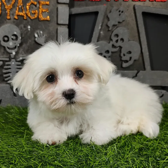 Female Maltese puppy named Daphne for sale at Puppy Dreams - Mansfield.