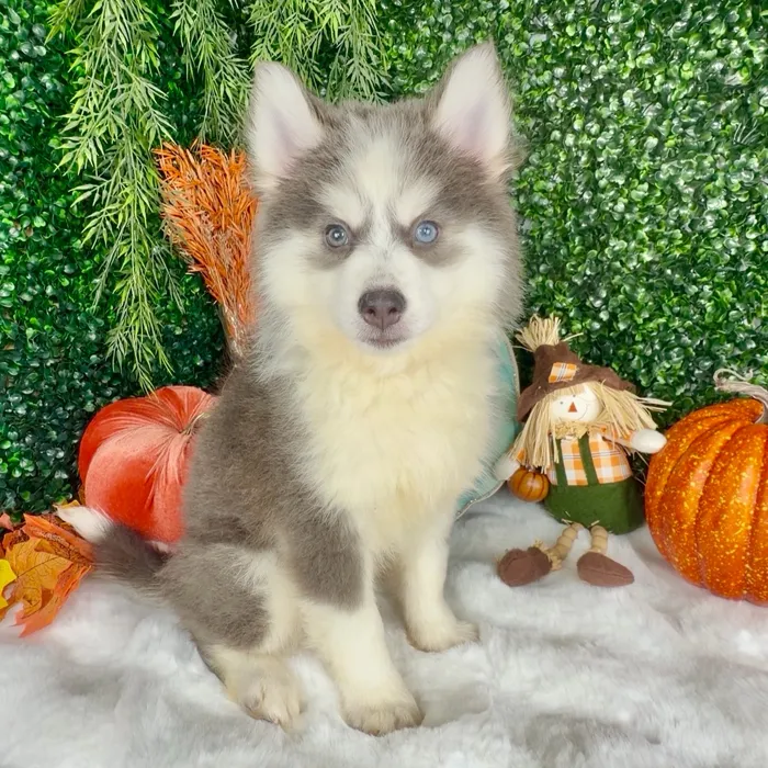 Male Pomsky puppy named Skelly for sale at Puppy Dreams - Denton.