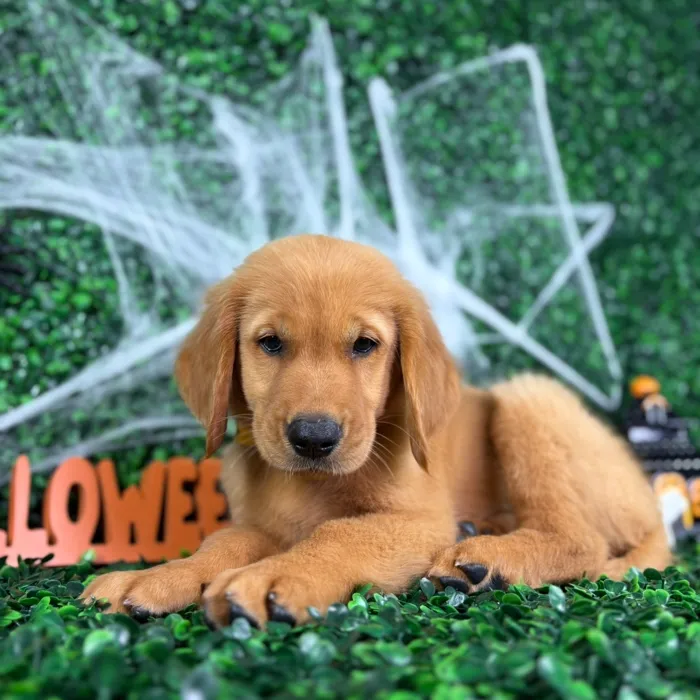 Male Golden Retriever puppy named Dallas for sale at Puppy Dreams - North Richland Hills.