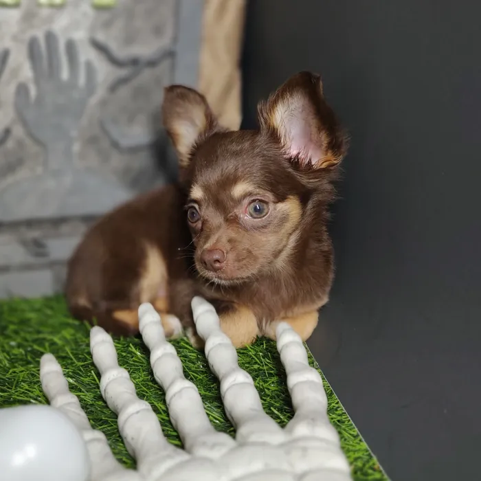 Female Chihuahua puppy named *Whitney* for sale at Puppy Dreams - Mansfield.