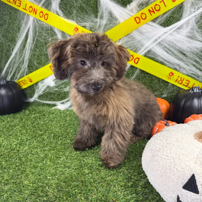 Male Havapoo puppy named Toffee for sale at Puppy Dreams - Arlington.