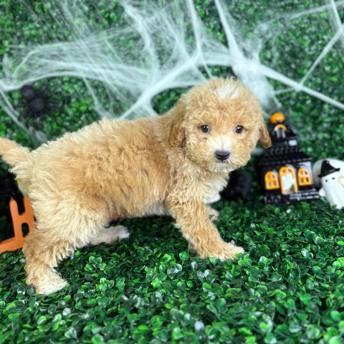 Male Cavapoo puppy named Coco for sale at Puppy Dreams - North Richland Hills.