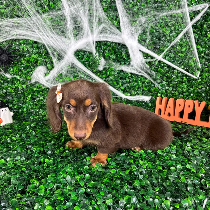 Female Dachshund puppy named Cindy for sale at Puppy Dreams - North Richland Hills.