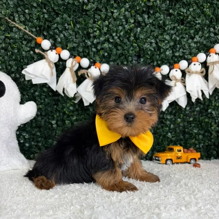 Male Yorkie puppy named Myers for sale at Puppy Dreams - Garland.