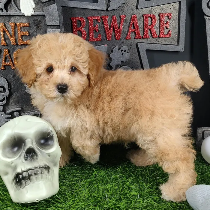 Male Mini Poodle puppy named Michael for sale at Puppy Dreams - Mansfield.