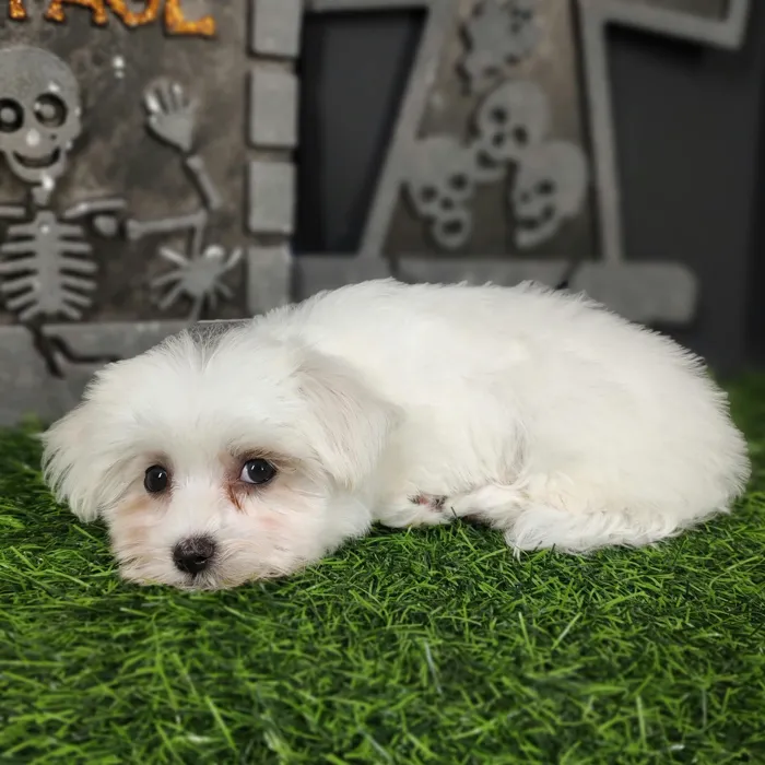 Female Maltese puppy named Daphne for sale at Puppy Dreams - Mansfield.