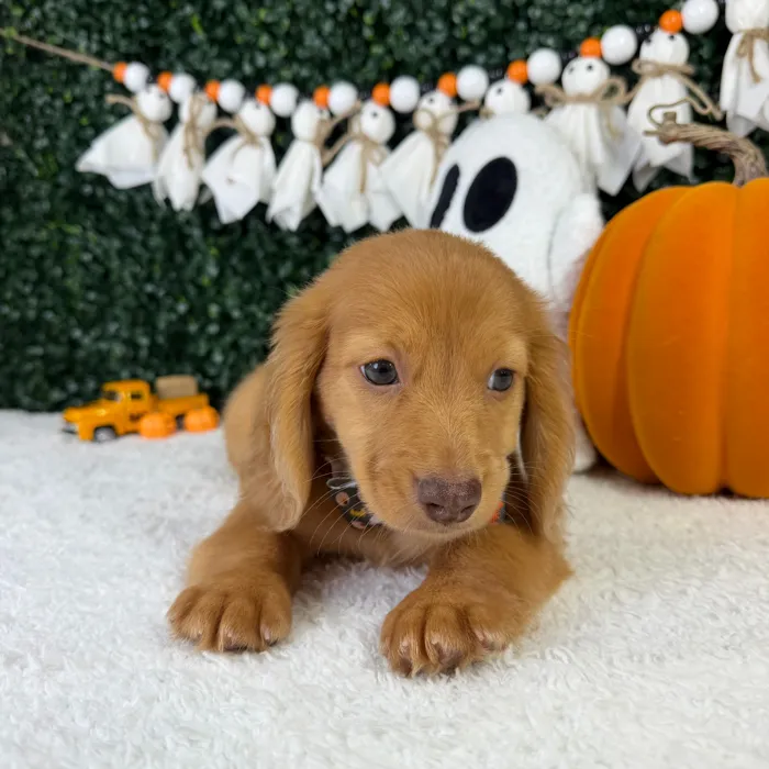 Male Dachshund puppy named Slinky for sale at Puppy Dreams - Garland.