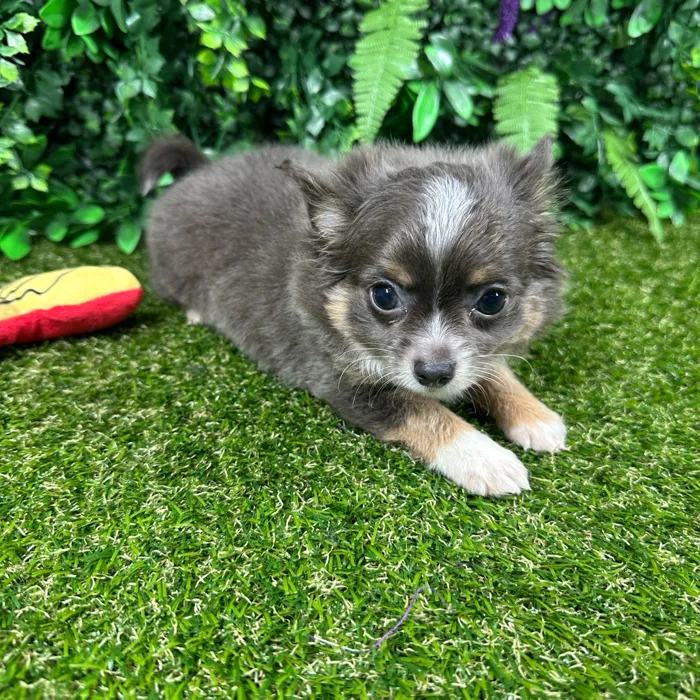 Male Chihuahua puppy named Rocky for sale at Puppy Dreams - Parks Mall.