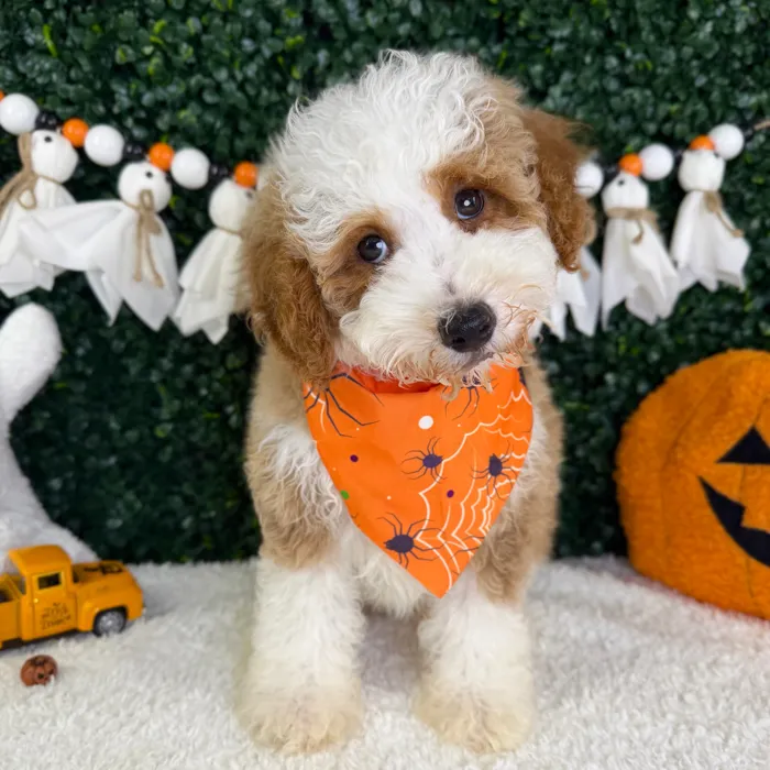 Male Mini Poodle puppy named Scout for sale at Puppy Dreams - Garland.