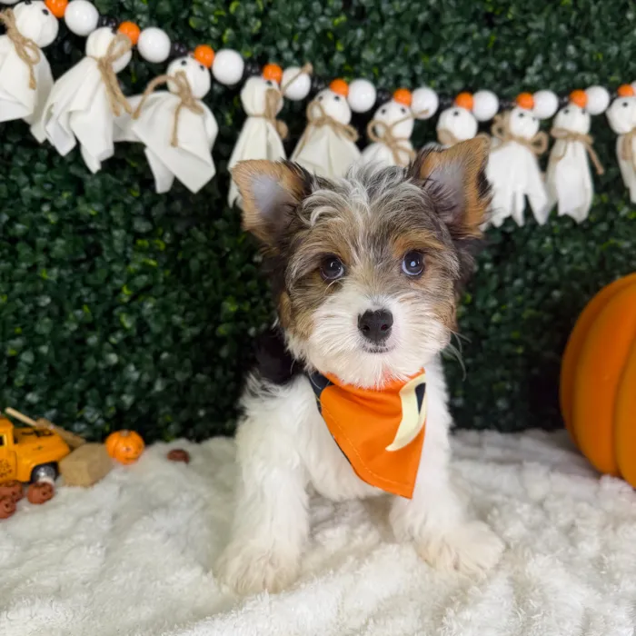 Male Parti Yorkie puppy named Bluey for sale at Puppy Dreams - Garland.
