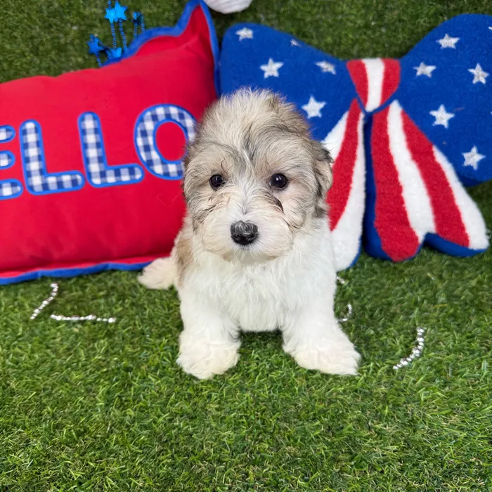 Female Morkie puppy named Uni for sale at Puppy Dreams - Mansfield.