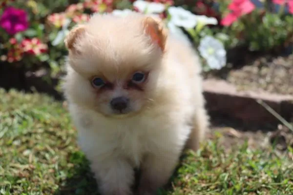 Male Pomeranian puppy named Mocha for sale at Puppy Dreams - Mansfield.
